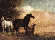 Horses in a Field zg POTTER, Paulus